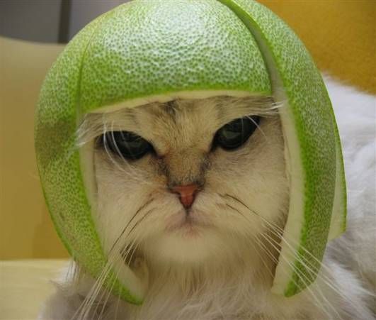 Cat Melon Head