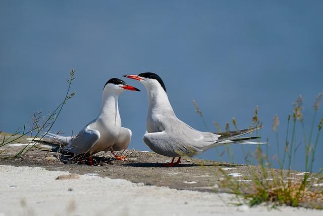 bird tern