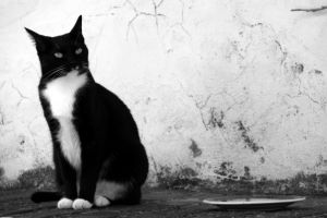 black and_white_cat