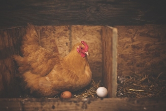 chicken on egg