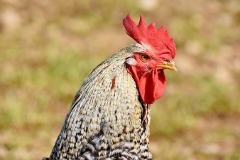chicken rooster