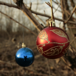 A Christmas Ornament in a Dry Tree