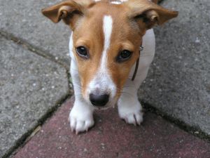 dog-jack-russell-terrior