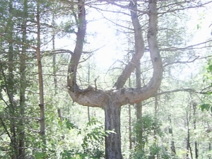 forked tree