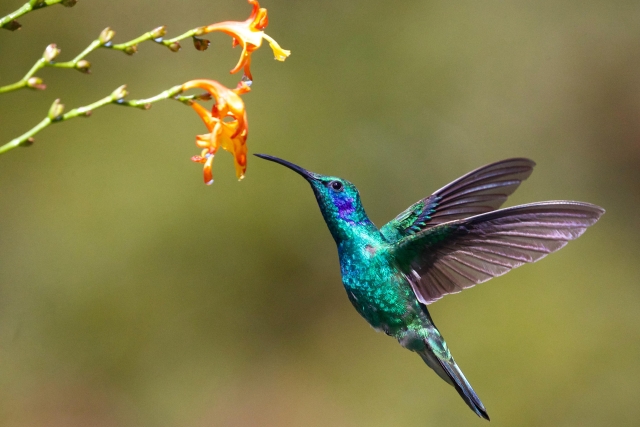 The Harmonious Melody of Hummingbirds