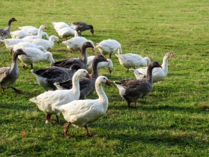 Pictures of geese