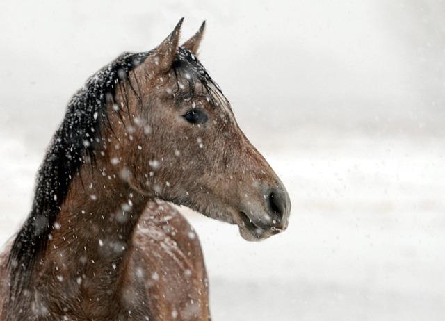 snow horse