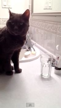 Opal The Cat Drinks from a Glass