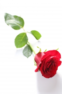 single red_rose