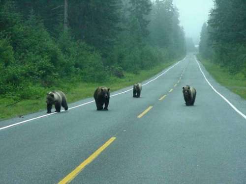 Funny Pictures of Bears On Road