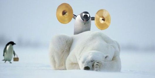 Polar Bear Wake Up