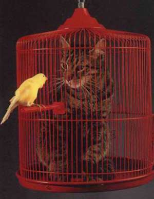Funny Cat Pictures -  in Bird Cage Dream