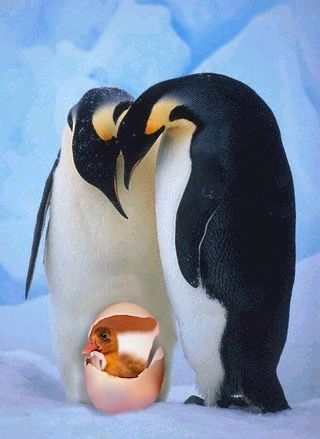 Funny Pictures of Penguins and Hatching Duck Egg