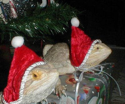 Funny Christmas picture of 2 iguanas wearing Santa Hats