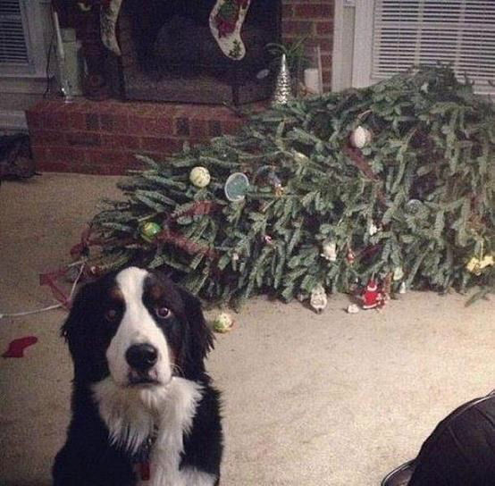 picture of guilty dog by christmas tree dog