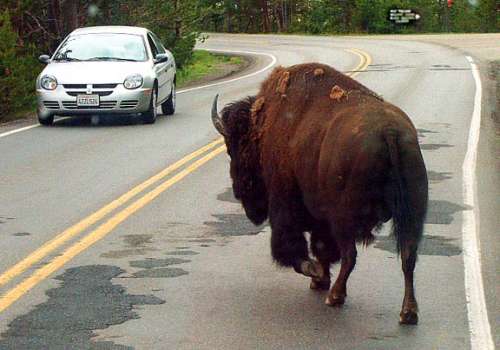 Funny Pictures of Car and Bison Facing Off