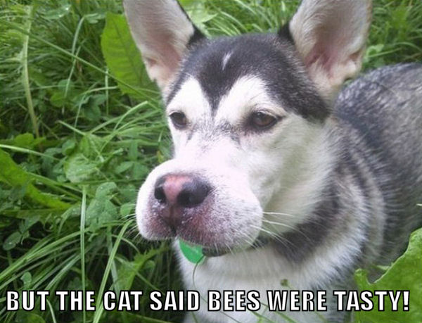 Picture of Dog Stung By Bees