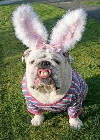 funny picture of dog Easter bunny