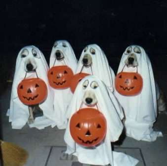 Funny Pictures of Dogs Trick or Treating