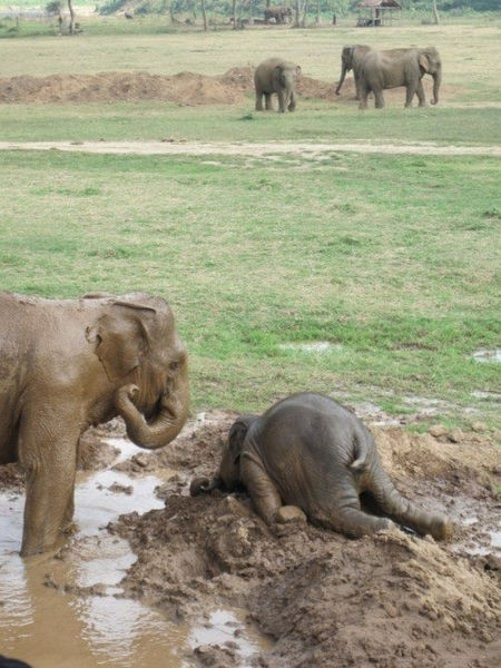 elephant exhaustion