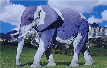 Elephant Camoflage