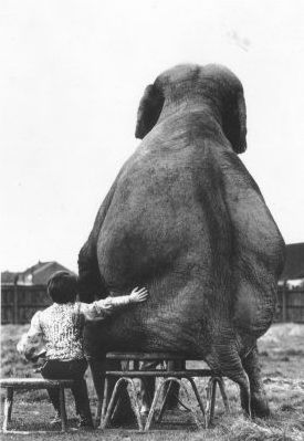 Funny Pictures of Elephant Sitting Down with Trainer