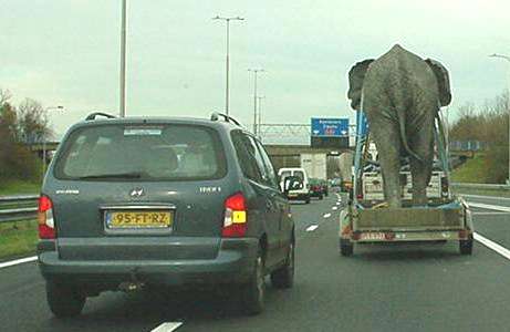 Funny Picture of Elephant Travelling On Trailer