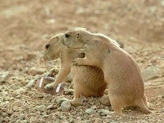 Funny Pictures of Prairie Dogs Playing Football
