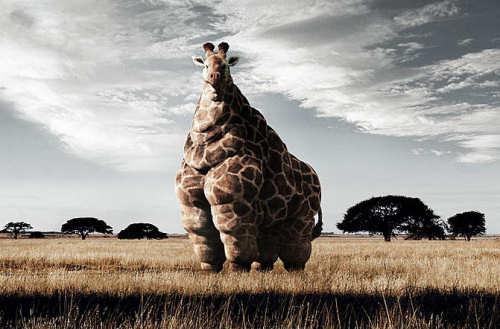 Fat Giraffe