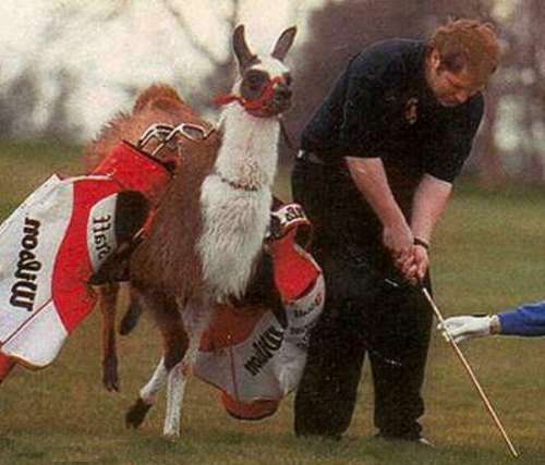 Funny Pictures of Michael Jackson Llama Golf Caddy