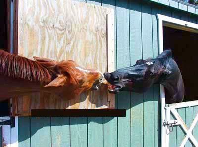 Funny Pictures of Horses Kissing
