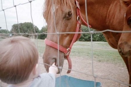Funny Pictures of Kid Picking Horse's Nose