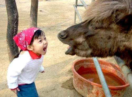 Funny Pictures of Little Girl Yelling at A Horse