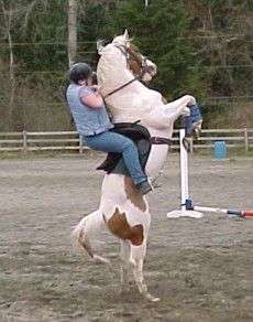 Funny Pictures of Horse Standing Up With Rider
