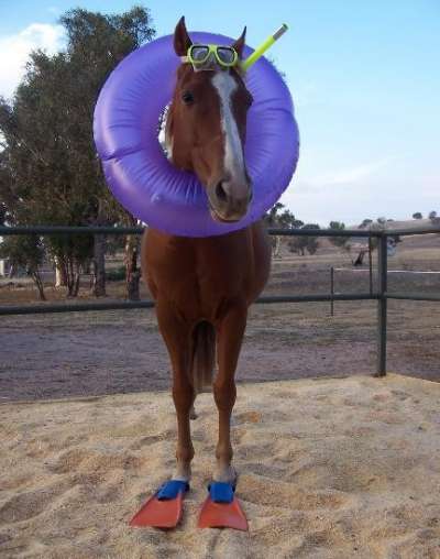 Funny Pictures of Horse in Swim Fins and Snorkel
