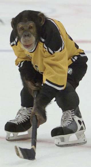 Funny Pictures of Monkey Playing Hockey