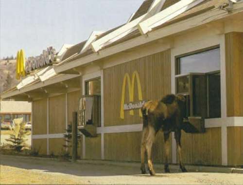 Funny Pictures of Moose at McDonalds Drivethru