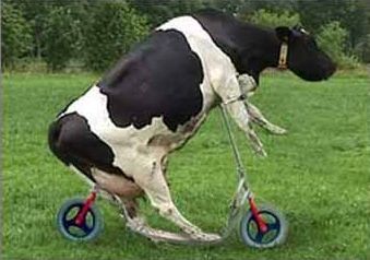 Cow Scooter