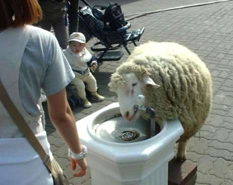 Funny Pictures of Sheep Drinking from Water Fountain