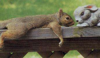 Funny Pictures of Squirrel Love For Rabbit