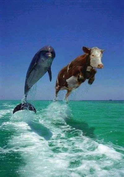 Funny Pictures of Dolphin Stress Test