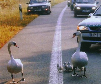 Funny Pictures of Geese Pulled Over By Police