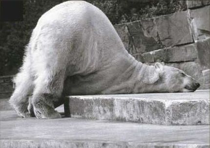 Funny Pictures of Polar Bear Sleeping On Face