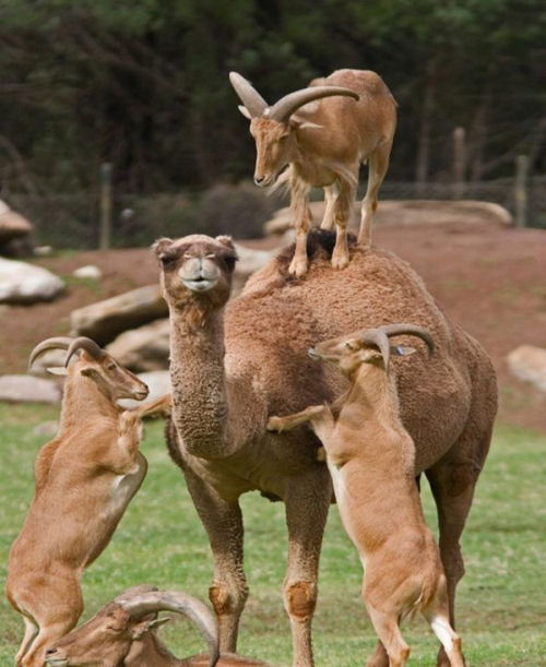 A funny camel pictures