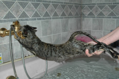 Cat Bath