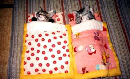 Funny Pictures of Kittens in Sleeping Bags