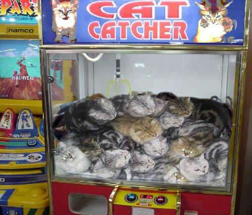 Funny Cat Pictures -  Catcher Arcade Game