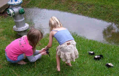 Funny Pictures of Kids with Baby Skunks