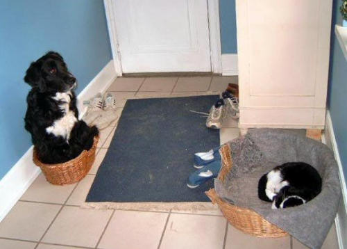 Funny Cat Pictures -  and Dog In Baskets