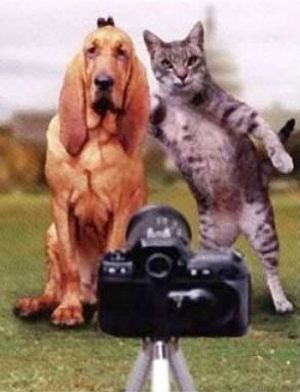 Funny Cat Pictures -  and Dog Photo Prank
